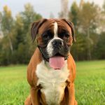 Boxer Lloyd - @boxer_lloyd - Instagram