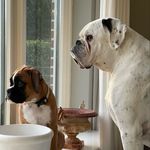 LLOYD & VINCE 🐾 - @lloyd_and_vince_dutch_boxers - Instagram