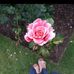 Liat Goldfarb - Facebook