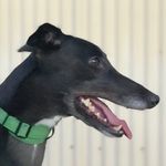 Lloyd - @lloydgreylines - Instagram