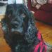 Sir Lloyd the Grey - Facebook