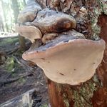 Trevor Lloyd Groves - @trevorlgroves - Instagram