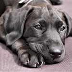 Harper Lloyd - @harper_the_vizslador - Instagram