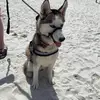 LEEDLE LEEDLE LEELEE - @lilothehusky - TikTok
