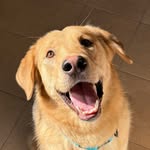 Lloyd - @lloydthegoldenhusky - Instagram