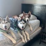 Steve - @lloydhuskypack - Instagram