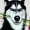 user9053389872684 - @huskylold - TikTok