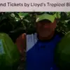 Lloyd_ coconut - @tour_lloydkeywest_ - TikTok