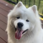 Lloyd the Land Cloud - @lloydthelandcloud - Instagram