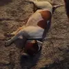 Lloyd Laudenslager - @lloyd.laudenslage - TikTok
