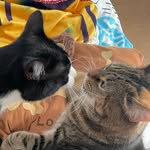 @lloydandfilemonslife - Instagram