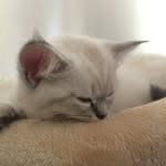 Lloyd 🐾 - @little_lloyd_garmadon_ - Instagram
