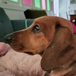 @lloydlittlelegs - Instagram