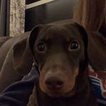 Lloyd Long - @haydenswienerfanpage - Instagram