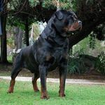 Lloyd A. Lovelace - @mylo0ve.rottwieler.a.r - Instagram
