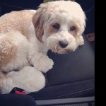 Buddy Lloyd-matthews - @buddythecavachon - Instagram