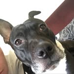 Lloyd - @lloyd_morey - Instagram