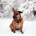 Lloyd - @sir.lloyd.of.the.north - Instagram