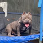 Lloyd Sims - @unleashed_correctbullys - Instagram