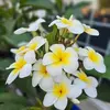 Loan Phuc - @loan.phuc32 - TikTok