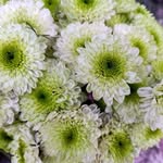 Lobsang Thinley - @lobsang.thinley.7543 - Instagram