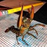 Lobster Ramirez Johnson Goldberg III - @dirtylobster69 - Instagram