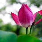 Loc Nhan - @locnhan1959 - Instagram