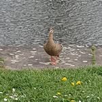 Lochlan Martin - @lochlanmartin1 - Instagram