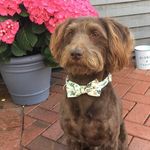 Marty Locke-Jones - @scrappertodapper - Instagram