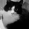Locket - @locket970 - TikTok