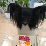 ロコ - @loco_papillon - Instagram