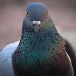 Logan Bagley - @pigeonbagley - Instagram