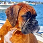 Logan - Boxer of Palm Beach - @loganpalmbeach - Instagram