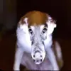 Logan Bergmann - @lilberg44 - TikTok