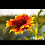 Logan Caudill Photography - Facebook