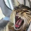 Logan Cohen - @jewishwolverine - TikTok