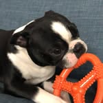Logan Collette - @dogsfodays - Instagram