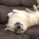 Logan Cornelius Franklin 🐶🦮 - @huskylogan28 - Instagram