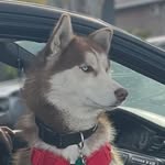 Logan Cortez - @logandasiberian - Instagram