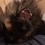 Logan Crist - @gsd.cody - Instagram