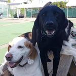 Logan, Duke & Raleigh - @kenmoredogs - Instagram