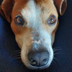 LOGAN DUKE TEDY THOR FAÍSCA BELINHA APOLO - @haduck_ - Instagram