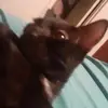 Logan Eckert - @poptartman54 - TikTok