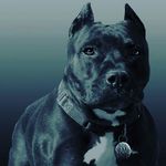 Logan freeman - @loganfreeman1441 - Instagram