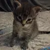 Logan Griffith - @logan.griffith2 - TikTok