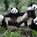 PandagetsWI1D - @logangroover - Instagram