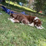 Logan & Harley❤️‍🔥 - @wearedynamicdoggos - Instagram