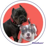 Logan e Harley - @logan.e.harley.osbullys - Instagram