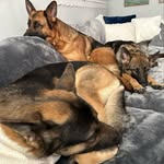 Logan, Harley, Skylar & Riley - @harley_logan_gsds - Instagram