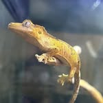 Logan Harms - @fluteplayinglizard - Instagram